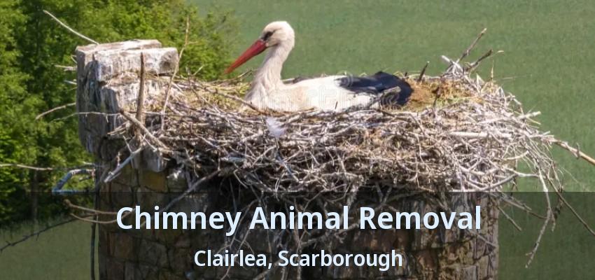 Chimney Animal Removal Clairlea, Scarborough - ON