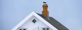Chimney Nest Removal Clairlea, Scarborough